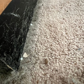 Deep Cleaning Basingstoke